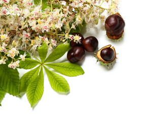 Chestnuts, leaves and flowers on white background