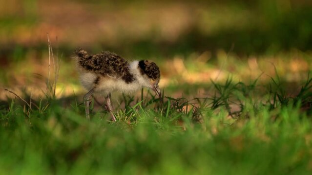 The masked lapwing (Vanellus miles) chick with beautiful background. Tiny cute baby bird on the ground, green grass colorful background. This species in common across Australia.