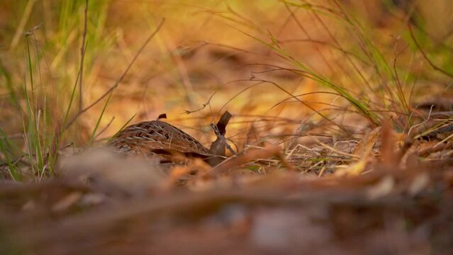 Painted buttonquail (Turnix varius) a special endemic bird of Australia which looks like quail but is more related to gulls (Charadriiformes), it lives in dry eukalypt forests. Small camouflaged bird.