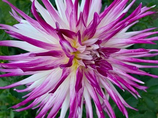 Obraz premium close up of a pink and white dahlia flower