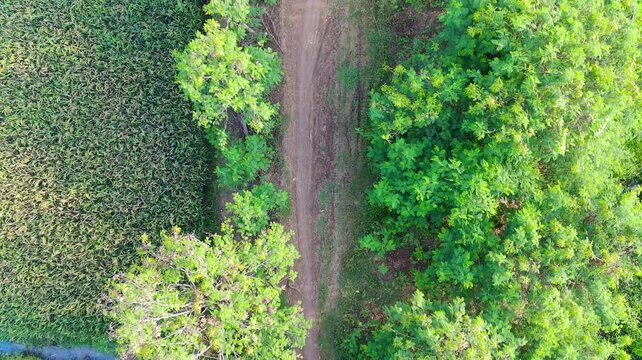 Aerial view of a clay forest country trail surrounded by Fabaceae trees and rice fields, large rain trees flowering samanea. 4K Video Drone