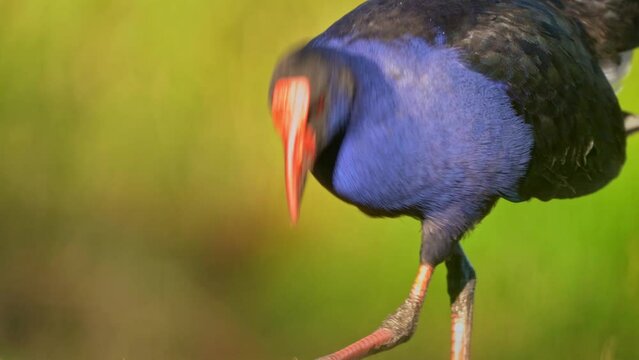 Australasian swamphen - Porphyrio melanotus, beautiful wetland bird. Colorful blue bird with red beak with nice green and orange background photographed in the evening sun. Blue wild hen in Australia.