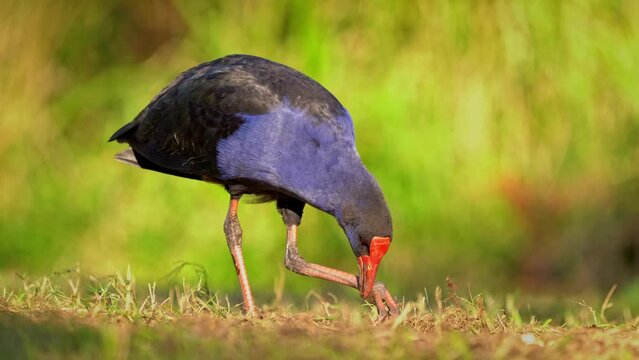Australasian swamphen - Porphyrio melanotus, beautiful wetland bird. Colorful blue bird with red beak with nice green and orange background photographed in the evening sun. Blue wild hen in Australia.