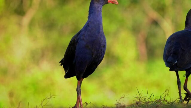 Australasian swamphen - Porphyrio melanotus, beautiful wetland bird. Colorful blue bird with red beak with nice green background photographed in the evening sun. Blue wild hen in Australia Queensland.