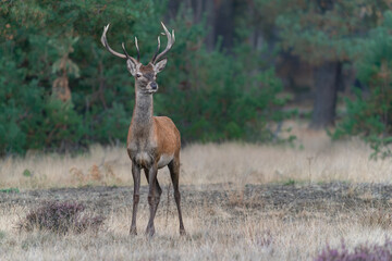 Young Red deer male (Cervus elaphus) in rutting season on the fields of National Park Hoge Veluwe in the Netherlands. Forest in the background.            