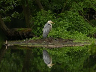 great blue heron