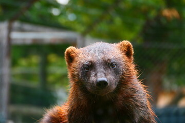Fototapeta premium Vielfraß (3)