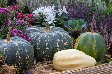Autumn decor with pumpkins and autumn flowers