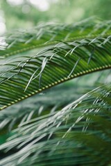 close up of palm leaves