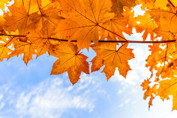 Autumn leaves on the blue sky background