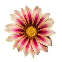 Beautiful pink-white blooming Gazania flower with yellow pollen isolated on transparent background.  Close-up png photography.