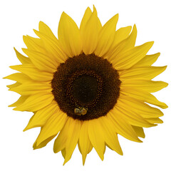 Sunflower in a field on a sunny day.  A blooming sunflower