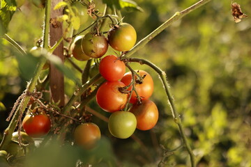 Fresh bunch of red natural tomatoes on branch in organic home vegetable garden. Ripe tomato plant growing in greenhouse. Organic farming, healthy food, BIO viands, back to nature concept.