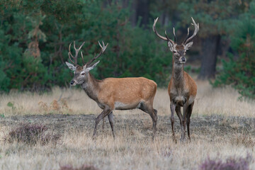 Two Young Red deer male (Cervus elaphus) in rutting season on the fields of National Park Hoge Veluwe in the Netherlands. Forest in the background.        