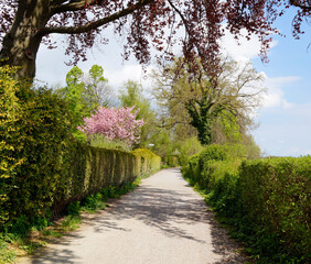 a beautiful sun-drenched spring alley with blossoming trees in Schondorf village on lake Ammersee, Bavaria, Germany
