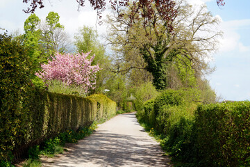 Fototapeta na wymiar a beautiful sun-drenched spring alley with blossoming trees in Schondorf village on lake Ammersee, Bavaria, Germany 