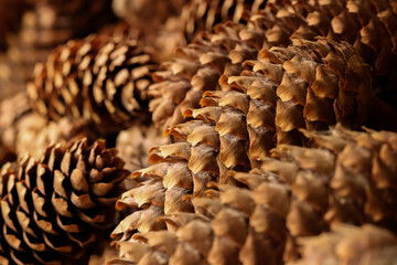 close up of pine cones