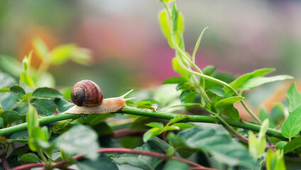 Snail on a rose bush  - 529709265