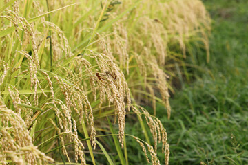 新米,たわわに実り垂れ下がる稲穂