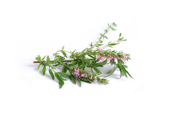 Hyssop with leaves and pink flowers on a white background.