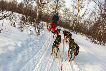 Giro in slitta trainata da cani ad Abisko in Svezia. Natura selvaggia e panorami da favola