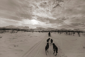 Giro in slitta trainata da cani ad Abisko in Svezia. Natura selvaggia e panorami da favola