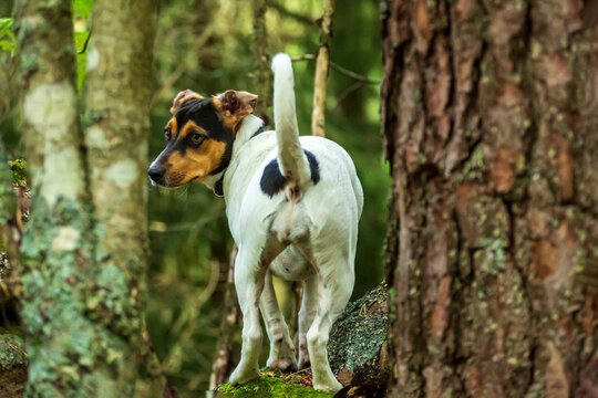Little puppy dog on a walk in the forest