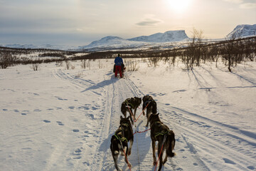 Giro in slitta con i cani in Lapponia A Kiruna in Svezia. In mezzo ai boschi nella neve e al freddo