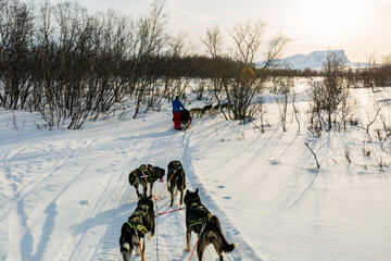Giro in slitta con i cani ad Abisko nel circolo polare artico in Svezia. - obrazy, fototapety, plakaty