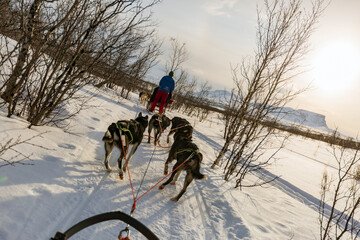 Giro in slitta con i cani ad Abisko nel circolo polare artico in Svezia. - obrazy, fototapety, plakaty