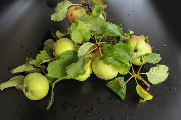 Green fresh apples with water drops on a branch with leaves on a dark plane.
