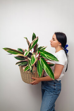 Girl holding Stromanthe tricolor pot plant against white wall background.