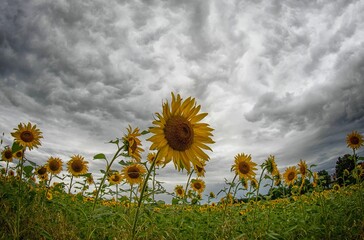 Sonnenblumen und d&uuml;stere Wolken