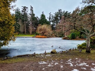 Group of adorable ducks on the shore of frozen lake surrounded by colorful trees
