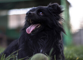 Czarny pies, kundelek piesek z piłką tenisową na trawie - obrazy, fototapety, plakaty