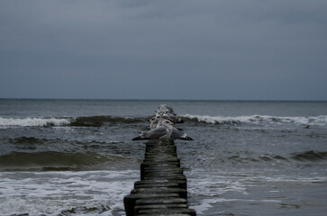 Kilkanaście mew siedzących w rzędzie na falochronie na tle morza i ciemnego nieba © Krzysztof