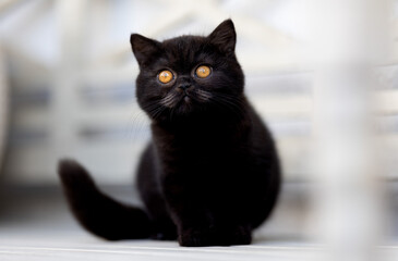 Britisch Kurzhaar Kitten selten, edel und imposant