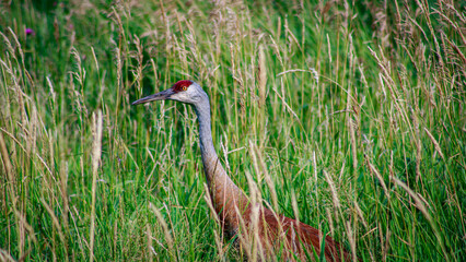 sandhill crane in the tall grass