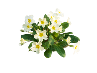 Primula vulgaris or primrose pale yellow flowers isolated transparent png