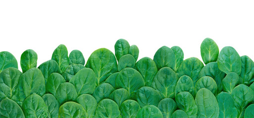 Long horizontal border of green spinach leaves isolated transparent png