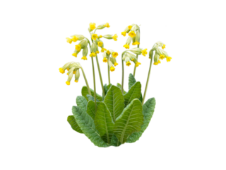Primula veris or cowslip yellow spring flowers isolated transparent png