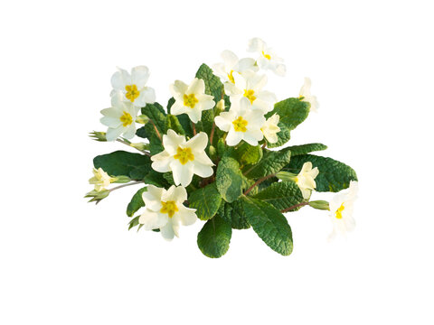 Primula vulgaris or primrose pale yellow flowers isolated transparent png