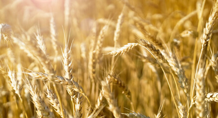 Stems of wheat with grain for flour production, wheat field.
