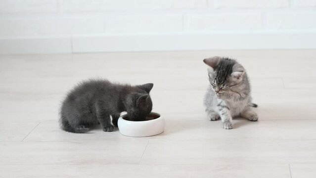 cute fluffy gray kitten cat eats food in the apartment on a light background large licks. High quality 4k footage
