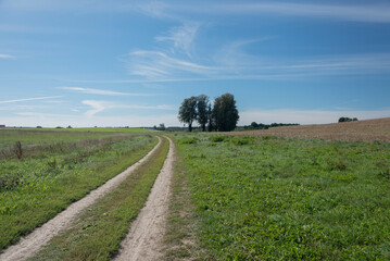 Fototapeta na wymiar Droga między polami, samotne drzewa