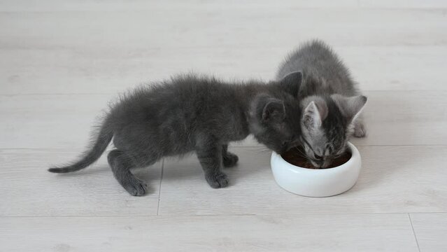 cute fluffy gray kitten cat eats food in the apartment on a light background large licks. High quality 4k footage