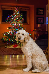 Golden Labradoodle sitting in front of a Christmas Tree.