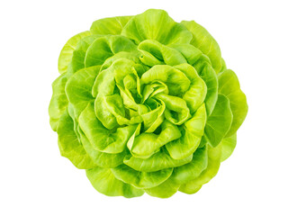 Lettuce salad rosette head top view isolated transparent png