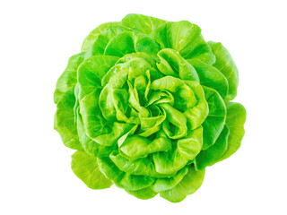 Lettuce salad head with water drops top view isolated transparent png