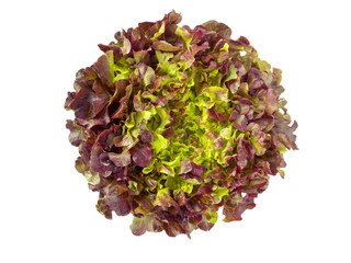 Red oak leaf lettuce salad head top view isolated transparent png - obrazy, fototapety, plakaty